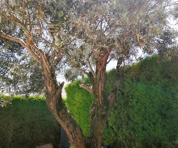 D'el Rey The Golf & Villa